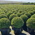 Ilex Crenata Topiary Balls to buy online from Topiary specialist nursery, London UK