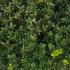 Ilex Crenata Balls 50-55 cm buy online UK.