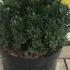 ilexcrenataglobe 35-40 cm buy online UK.