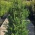 Ilex crenata Blondie 1.75-2 m buy online UK.