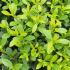 Ilex crenata Blondie Japanese Holly Blondie. Box Alternative for sale online with UK and Ireland delivery.