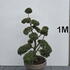 Ilex Crenata Cloud Tree 8399 - £2250 Mature Specimen Japanese Maple