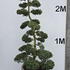 Ilex Crenata Cloud Tree 8407 - £5400 Mature Specimen Japanese Maple