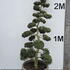 Ilex Crenata Cloud Tree 8408 - £5400 Mature Specimen Japanese Maple
