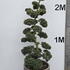 Ilex Crenata Cloud Tree 8409 - £5400 Mature Specimen Japanese Maple