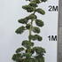 Ilex Crenata Cloud Tree 8410 - £5400 Mature Specimen Japanese Maple