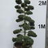 Ilex Crenata Cloud Tree 8411 - £5400 Mature Specimen Japanese Maple