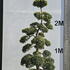 Ilex Crenata Cloud Tree 8412 - £7000 Mature Specimen Japanese Maple