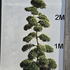 Ilex Crenata Cloud Tree 8413 - £7000 Mature Specimen Japanese Maple