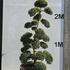 Ilex Crenata Cloud Tree 8414 - £7000 Mature Specimen Japanese Maple