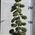 Ilex Crenata Cloud Tree 8416 - £9000 Mature Specimen Japanese Maple
