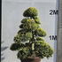Ilex Crenata Cloud Tree 8417 - £9000 Mature Specimen Japanese Maple