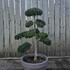 Ilex Crenata Cloud Tree 8418 - £2000 Mature Specimen Japanese Maple