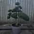 Ilex Crenata Cloud Tree 8419 - £2750 Mature Specimen Japanese Maple