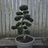 Ilex Crenata Cloud Tree 8420 - £2000 Mature Specimen Japanese Maple