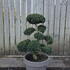 Ilex Crenata Cloud Tree 8421 - £2000 Mature Specimen Japanese Maple