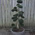 Ilex Crenata Cloud Tree 8422 - £2000 Mature Specimen Japanese Maple
