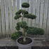 Ilex Crenata Cloud Tree 8423 - £2000 Mature Specimen Japanese Maple