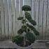 Ilex Crenata Cloud Tree 8424 - £2000 Mature Specimen Japanese Maple