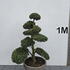 Ilex Crenata Cloud Tree 8400 - £2250 Mature Specimen Japanese Maple