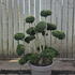 Ilex Crenata Cloud Tree 8425 - £2750 Mature Specimen Japanese Maple