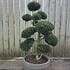 Ilex Crenata Cloud Tree 8426 - £2500 Mature Specimen Japanese Maple