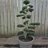 Ilex Crenata Cloud Tree 8427 - £2000 Mature Specimen Japanese Maple