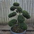 Ilex Crenata Cloud Tree 8428 - £2950 Mature Specimen Japanese Maple