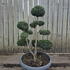 Ilex Crenata Cloud Tree 8429 - £2200 Mature Specimen Japanese Maple