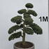 Ilex Crenata Cloud Tree 8401 - £2250 Mature Specimen Japanese Maple