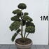 Ilex Crenata Cloud Tree 8402 - £2250 Mature Specimen Japanese Maple