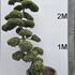 Ilex Crenata Cloud Tree 8403 - £5750 Mature Specimen Japanese Maple