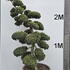 Ilex Crenata Cloud Tree 8404 - £5750 Mature Specimen Japanese Maple