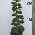 Ilex Crenata Cloud Tree 8405 - £5400 Mature Specimen Japanese Maple
