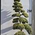 Ilex Crenata Cloud Tree 8415 - £9000 Mature Specimen Japanese Maple