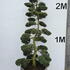 Ilex Crenata Cloud Tree 8406 - £5400 Mature Specimen Japanese Maple