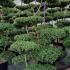 Ilex Crenata - Cloud Trees 1.5-1.75 m buy online UK.