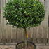ilexcreconvshrub 1-1.1 m buy online UK.
