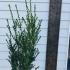 Ilex Crenata Convexa Japanese Holly 1-1.25 m buy online UK.