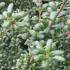 Ilex Crenata Convexa Japanese Holly - perfect for hedging