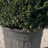 Ilex Crenata Convexa topiary balls, small dark glossy evergreen leaves and black berries make this a most attractive choice for topiary globes, buy UK.
