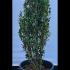Ilex Crenata Fastigiata Japanese Holly 60-80 cm buy online UK.