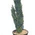 Ilex Crenata Fastigiata Japanese Holly 80-100 cm buy online UK.
