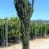 Ilex Crenata Fastigiata Japanese Holly 1-1.25 m buy online UK.