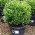 Ilex Crenata Balls to buy online from Topiary specialist nursery, London UK