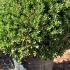 Ilex Crenata Glory Gem Japanese Holly 40-50 cm buy online UK.