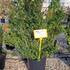 icgg 60-80 cm buy online UK.