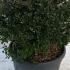 Ilex Crenata Glory Gem Japanese Holly 20-25 cm buy online UK.