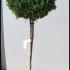 Ilex Crenata Green Lustre Japanese Holly 1.2-1.3 m buy online UK.
