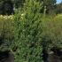 Ilex Crenata Greenhedge Japanese Holly 1.75-2 m buy online UK.